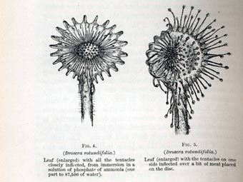 Страница первого американского издания "Насекомоядных растений" Дарвина. Иллюстрация с сайта cornell.edu