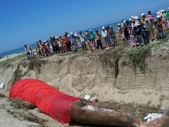 Похороны кита во Вьетнаме. Фото ©AFP