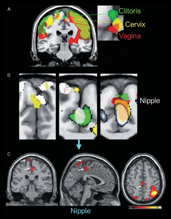 Локализация мозговой активности действительно во многом совпадает. (Изображение Wiley Publishing / Barry Komisaruk.)